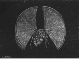 Isabel Gatzke Dramaturgy Dramaturgie